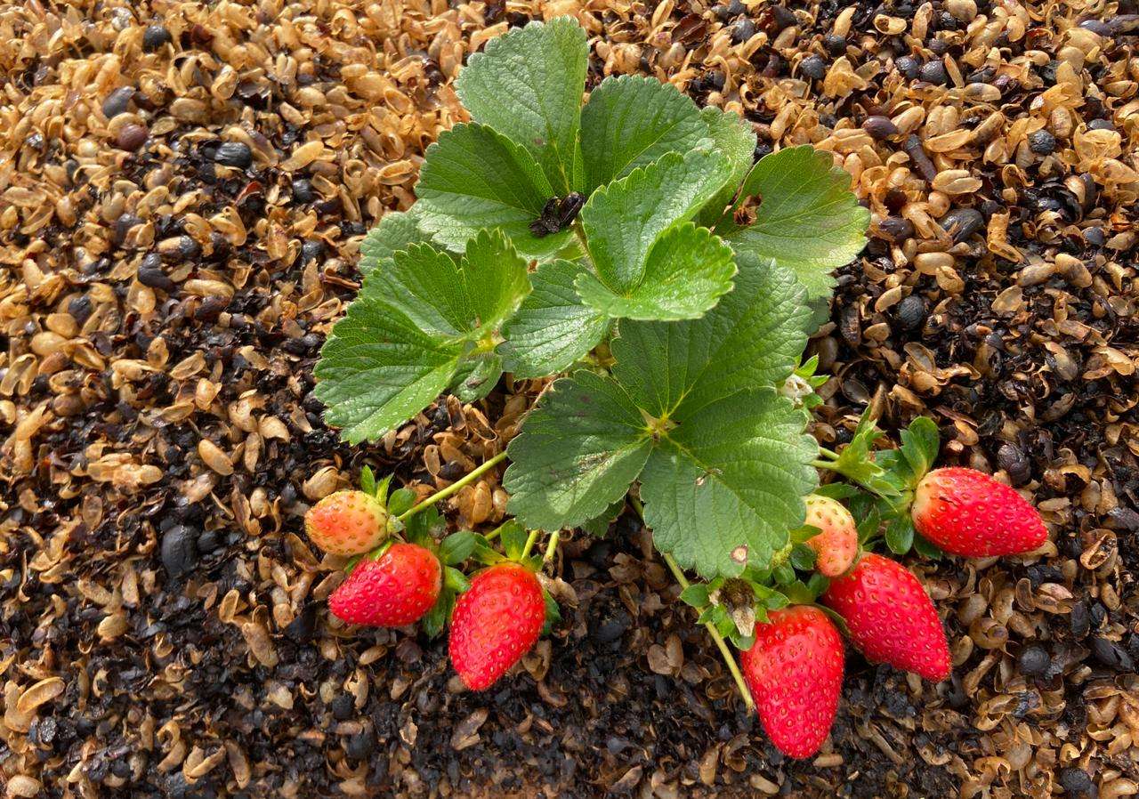 Coffee husk mulch in strawberry beneficial for biological control Nibio